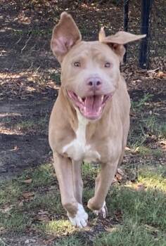 Firefly(HW+) -  Pit Bull Terrier and Mixed Breed Dog for Adoption in Conway, South Carolina - Firefly(HW+) | PetCurious