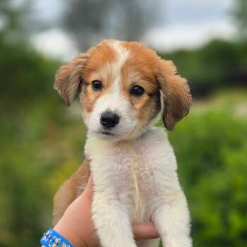 CT Rhinestone avail Sep 5 (Petco- Dayville, CT) -  Great Pyrenees and Collie Dog for Adoption in Eastford, Connecticut - CT Rhinestone Avail Sep 5 (Petco- Dayville, CT) | PetCurious