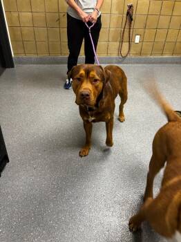 Pit Bull Terrier and Boxer Dogs Available for Adoption in Greenfield, Indiana - Sweety Petey | PetCurious