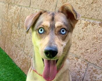 SAVE ME PLEASE Tawny - IDA552551 -  Shepherd Dog for Adoption in San Marcos, California - SAVE ME PLEASE Tawny - IDA552551 | PetCurious