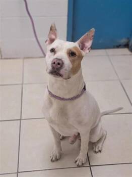 Rescue Mixed Breed Dogs for Adoption in Largo, Florida - Ace | PetCurious