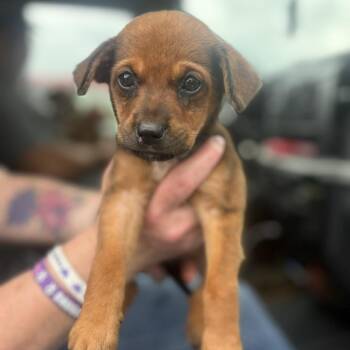 Little Bit -  Labrador Retriever and Mixed Breed Dog for Adoption in Marshall, Texas - Little Bit | PetCurious