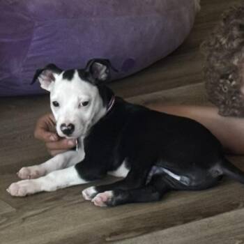 Rain Drop -  American Staffordshire Terrier and Chihuahua Dog for Adoption in Oceanside, California - Rain Drop | PetCurious