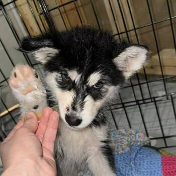 Husky Dogs Available for Adoption in Niagara Falls, Ontario - Chase (20260421-01) | PetCurious