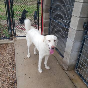 Great Pyrenees Dogs Available for Adoption - Jill | PetCurious