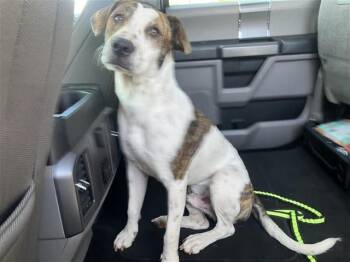 BROCK -  American Staffordshire Terrier Dog for Adoption in San Antonio, Texas - BROCK | PetCurious