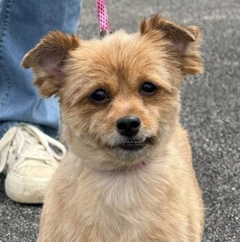 Yorkshire Terrier and Pomeranian Dogs Available for Adoption in Canfield, Ohio - HOLLY | PetCurious