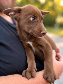 Pride & Prejudice Litter -  Lizzie -  Husky and Labrador Retriever Dog for Adoption in Oswego, South Carolina - Pride & Prejudice Litter -  Lizzie | PetCurious
