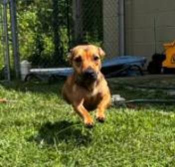 Prairie -  Mixed Breed Dog for Adoption in West Chester, Pennsylvania - Prairie | PetCurious