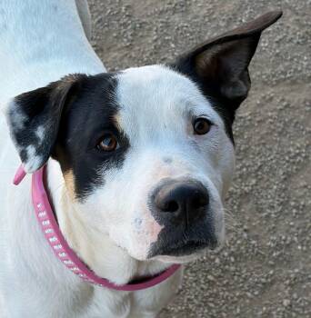 Shepherd and Rottweiler Dogs Available for Adoption - Wendy | PetCurious