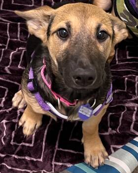 Rescue Miniature Pinscher and Shepherd Dogs for Adoption in Lake Forest, California - Paris | PetCurious