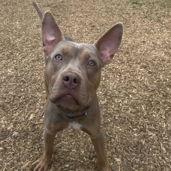 Turtle -  Doberman Pinscher and Mixed Breed Dog for Adoption in Lynchburg, Virginia - Turtle | PetCurious