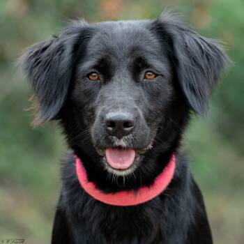 Madea (Coming Soon) -  Retriever Dog for Adoption in Bonifay, Florida - Madea (Coming Soon) | PetCurious
