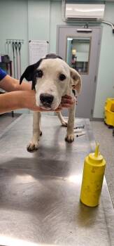 Atlas -  Terrier Dog for Adoption in Athens, Tennessee - Atlas | PetCurious