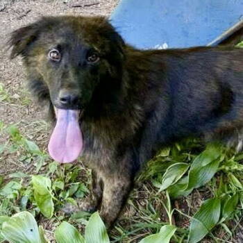 Rescue Shepherd Dogs for Adoption in Hillsborough, North Carolina - Coco Puff | PetCurious