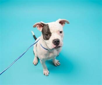 PHOENIX -  Mixed Breed Dog for Adoption in Jacksonville, Florida - PHOENIX | PetCurious