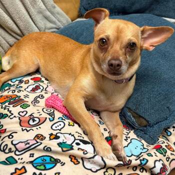 Maggie Mae -  Chihuahua Dog for Adoption in Ferndale, Michigan - Maggie Mae | PetCurious