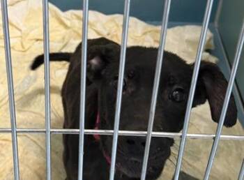 Crispy -  Labrador Retriever and Pit Bull Terrier Dog for Adoption - Crispy | PetCurious