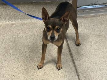 Miniature Pinscher Dogs Available for Adoption in Tallahassee, Florida - MIMI | PetCurious