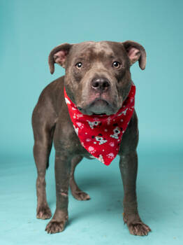 Rescue Mixed Breed Dogs for Adoption in Atlanta, Georgia - Smurf 2 | PetCurious