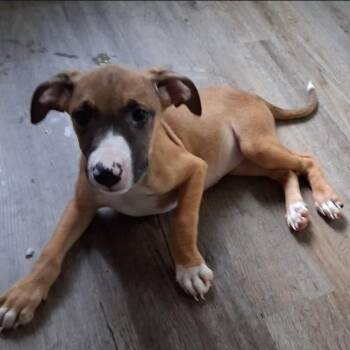 Luna -  American Staffordshire Terrier and Hound Dog for Adoption in Colonial Heights, Virginia - Luna | PetCurious