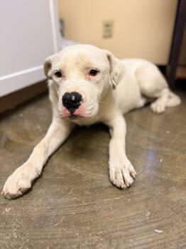 Rescue Terrier Dogs for Adoption in Corinth, Mississippi - Kurt 25D-345 | PetCurious