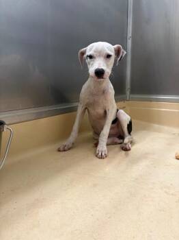 Itsy -  Pit Bull Terrier Dog for Adoption in Burgaw, North Carolina - Itsy | PetCurious