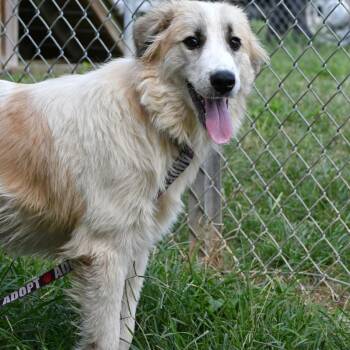 Peaches -  Great Pyrenees Dog for Adoption in Beaumont, Texas - Peaches | PetCurious