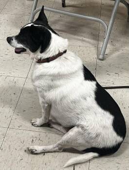 Hound and Labrador Retriever Dogs Available for Adoption in St. Peters, Missouri - Elsa | PetCurious