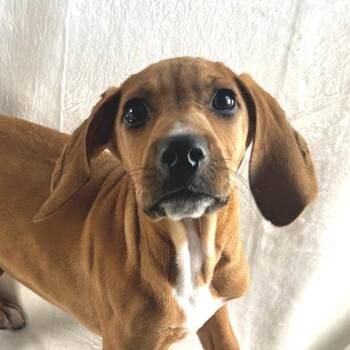 Mixed Breed Dogs Available for Adoption - Goose | PetCurious
