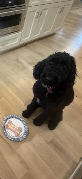 Labradoodle Dogs Available for Adoption - Maisy | PetCurious