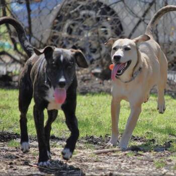 Terrier and Labrador Retriever Dogs Available for Adoption - Blackie & Daisy | PetCurious