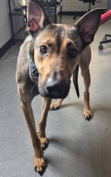 Pen 198c Bibi -  Shepherd Dog for Adoption in Lawrenceville, Georgia - Pen 198c Bibi | PetCurious