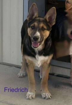 Rescue German Shepherd Dog and Mixed Breed Dogs for Adoption in De Soto, Iowa - Friedrich | PetCurious