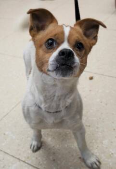 Shih Tzu and Chihuahua Dogs Available for Adoption in Maidens, Virginia - Rufious | PetCurious