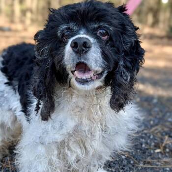 Cocker Spaniel Dogs Available for Adoption - Izzy 02-1320 | PetCurious