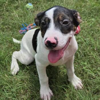 Rescue Pit Bull Terrier Dogs for Adoption in Kempner, Texas - Grumpy | PetCurious