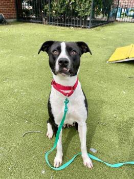 MARIGOLD -  Pit Bull Terrier and Australian Cattle Dog Blue Heeler Dog for Adoption in Boston, Massachusetts - MARIGOLD | PetCurious