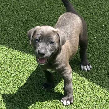 Black Labrador Retriever Dogs Available for Adoption in Loxahatchee Groves, Florida - Gold 6257 | PetCurious