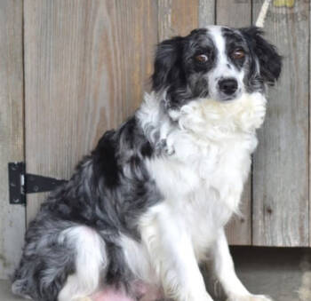 Rescue Australian Shepherd Dogs for Adoption in Ontario, California - Kalani OH | PetCurious