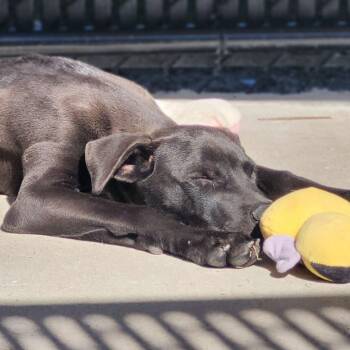 Rescue Labrador Retriever Dogs for Adoption in Beaumont, Texas - Almond | PetCurious