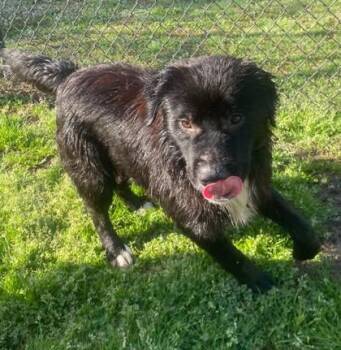 Saint Bernard and Mixed Breed Dogs Available for Adoption - Cillian | PetCurious