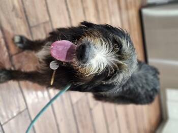 Rescue Labradoodle and Aussiedoodle Dogs for Adoption in Shiloh, Illinois - Archie So Il | PetCurious