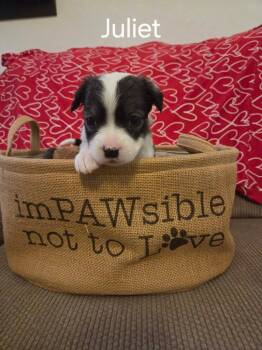 Black Labrador Retriever and Border Collie Dogs Available for Adoption - Juliet | PetCurious