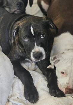 Mastiff and American Staffordshire Terrier Dogs Available for Adoption - Tick Tock | PetCurious