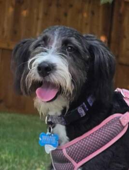 Berklee -  Aussiedoodle Dog for Adoption in Garland, Texas - Berklee | PetCurious