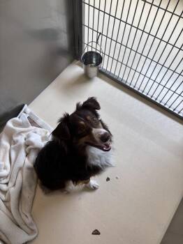 Pluto -  Australian Shepherd Dog for Adoption in Kalamazoo, Michigan - Pluto | PetCurious
