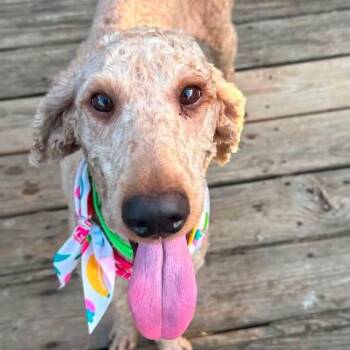 Violet -  Standard Poodle Dog for Adoption in Mount Bethel, Pennsylvania - Violet | PetCurious