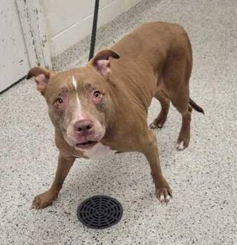 Honeysuckle -  Pit Bull Terrier and Mixed Breed Dog for Adoption in Kansas City, Missouri - Honeysuckle | PetCurious