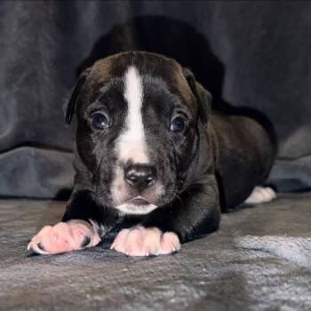 Skunk -  Terrier Dog for Adoption in Penfield, New York - Skunk | PetCurious